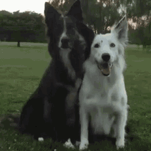 Hug Dog GIF