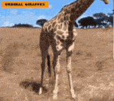 Ordinalgiraffes Ordinal Giraffes GIF - Ordinalgiraffes Ordinal Giraffes Machiyanft GIFs