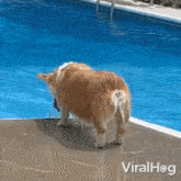 Shaking Off The Water Corgi GIF - Shaking Off The Water Corgi Viralhog GIFs