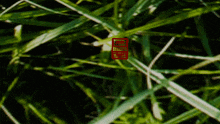 a red square is visible in the grass