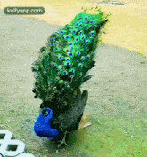 peacock zoo