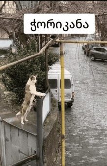 a dog standing on a fence with a sign that says ' georgia ' on it