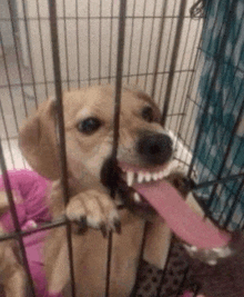 a dog is sitting in a cage with its tongue out .