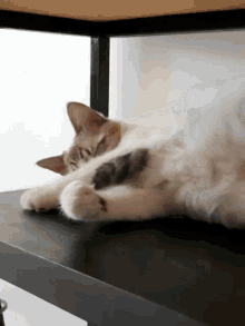 Tostada Sleep GIF - Tostada Sleep Cat GIFs