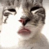 Freaky Cat GIF - Freaky Freak Cat GIFs
