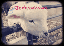 Jenbä Jenbäh GIF - Jenbä Jen Jenbäh GIFs