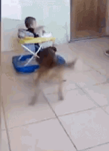 Funny Animals Dogs GIF - Funny Animals Dogs Pets GIFs