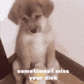 I Miss Your D GIF - I Miss Your D GIFs