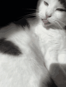 Beluga watches you sleep #beluga #cat #meme, By Beluga