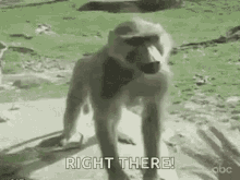 Right There Monkey GIF - Right There Monkey Butt GIFs