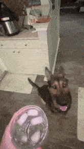 a dog standing next to a glass of ice water