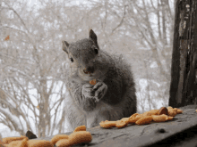 Squirrel Food GIF