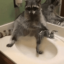 a raccoon is sitting on a bathroom sink with its legs in the water .