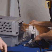 get back to cage national geographic yukon vet treating a coughing cat lets go back