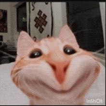 a cat is making a funny face with its mouth open