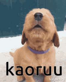 Dog Howl GIF - Dog Howl Kaoru GIFs