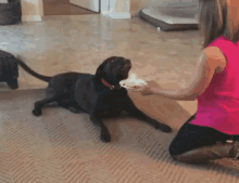 Dog Excited GIF - Dog Excited Food GIFs