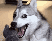 Husky Gif Shocked GIF - Husky Gif Shocked Funny Animals GIFs