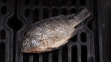ikan grilled