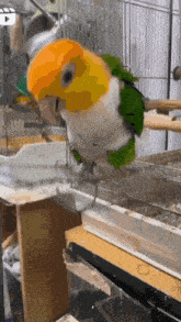 Bird Birb GIF - Bird Birb Parrot GIFs