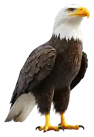 a bald eagle standing on a white background with a yellow beak