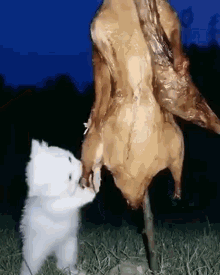 cat-eating-chicken.gif