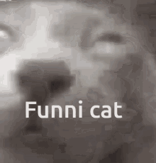 Cat Funny GIF - Cat Funny GIFs