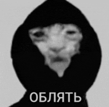 a black and white photo of a cat wearing a hoodie with russian writing on it .