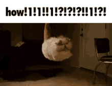 How Cat GIF - How Cat Cat Levitating GIFs