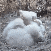 a group of baby birds sitting on top of each other in a nest .