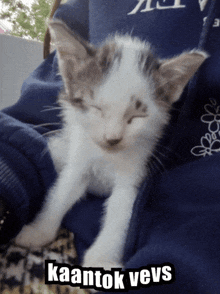 a kitten is sleeping in someone 's arms with the caption kaantok vevs above it