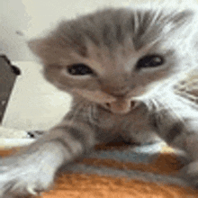 a close up of a kitten laying on a blanket on a bed .
