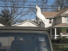 a white bird perched on top of a car
