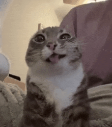 a cat is sitting on a bed with its tongue out .