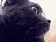 Cat Scared GIF - Cat Scared Shookt GIFs