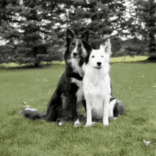 Dog Hug GIF - Dog Hug Doghug GIFs