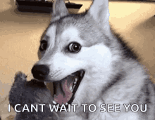 Cant Wait To See You Husky GIF - Cant Wait To See You Husky Dog GIFs
