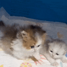 a brown and white kitten is laying next to a white kitten on a bed