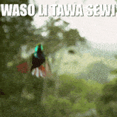 a blurred image of a hummingbird with the words waso litawa sewi in the upper right corner