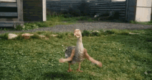 dancing duck animal duck with hands