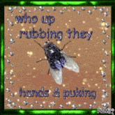 a picture of a fly with the words who up rubbing they hands and puking
