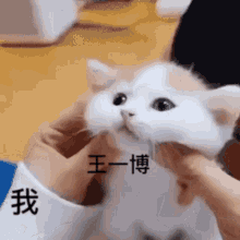 Yibo Cat GIF - Yibo Cat Yeekies GIFs