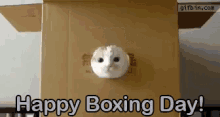 Boxing Day GIF