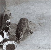 Cookindao Raccoon GIF