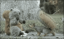 Ninja Squirrel GIF - Squirrel GIFs