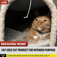 a cat is sitting in a cat house on a breaking news broadcast