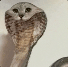 a close up of a cat with a snake 's head .