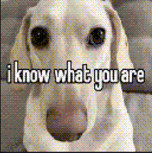 a pixelated image of a dog with the words " i know what you are " on it