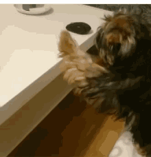 a small brown and black dog laying on a wooden floor next to a white table