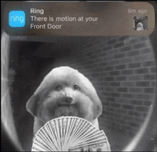 a dog is holding a fan of money in front of a brick wall with a ring notification